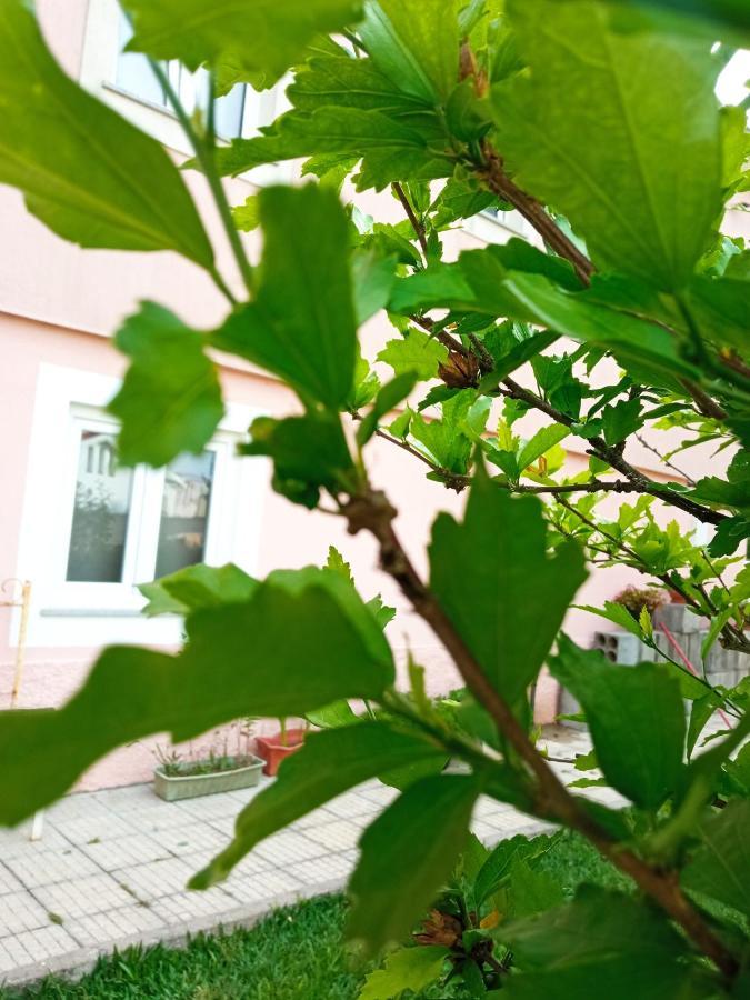 Azevinho Guest House Seia Dış mekan fotoğraf